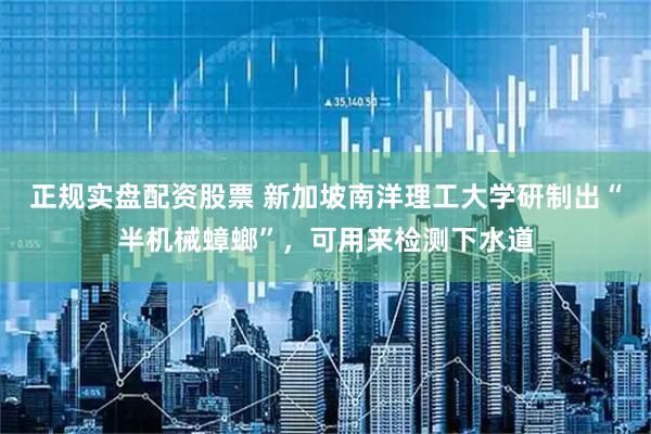 正规实盘配资股票 新加坡南洋理工大学研制出“半机械蟑螂”,可用来检测下水道